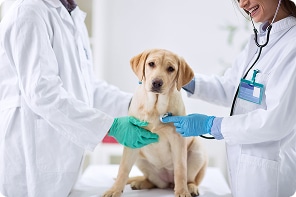 homepage veterinarians