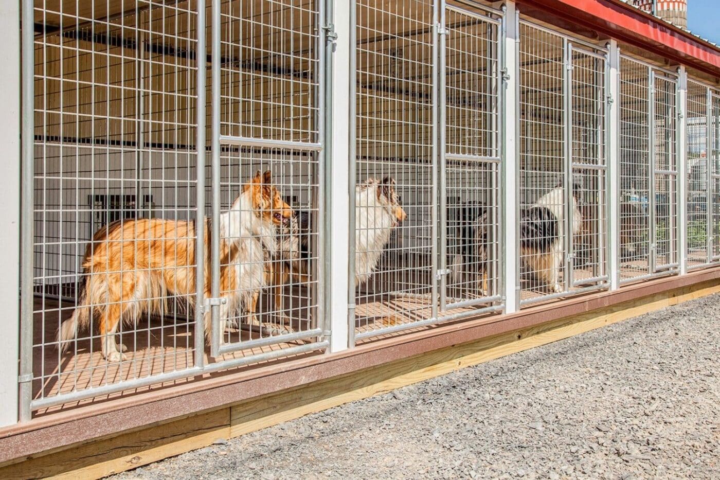 how many dogs can I have in nevada