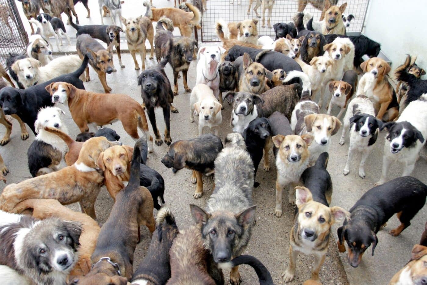 how many dogs can you have in arizona