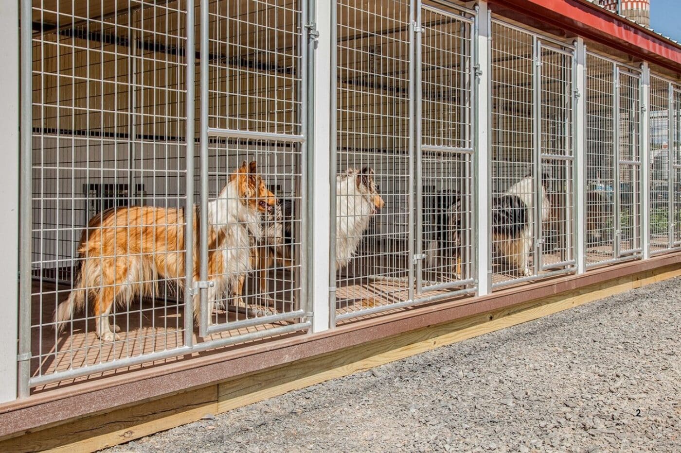how many dogs can you have in iowa