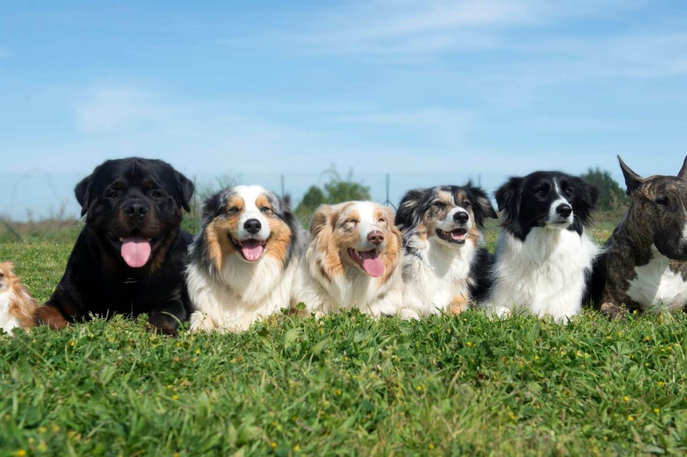 how many dogs can you own in connecticut