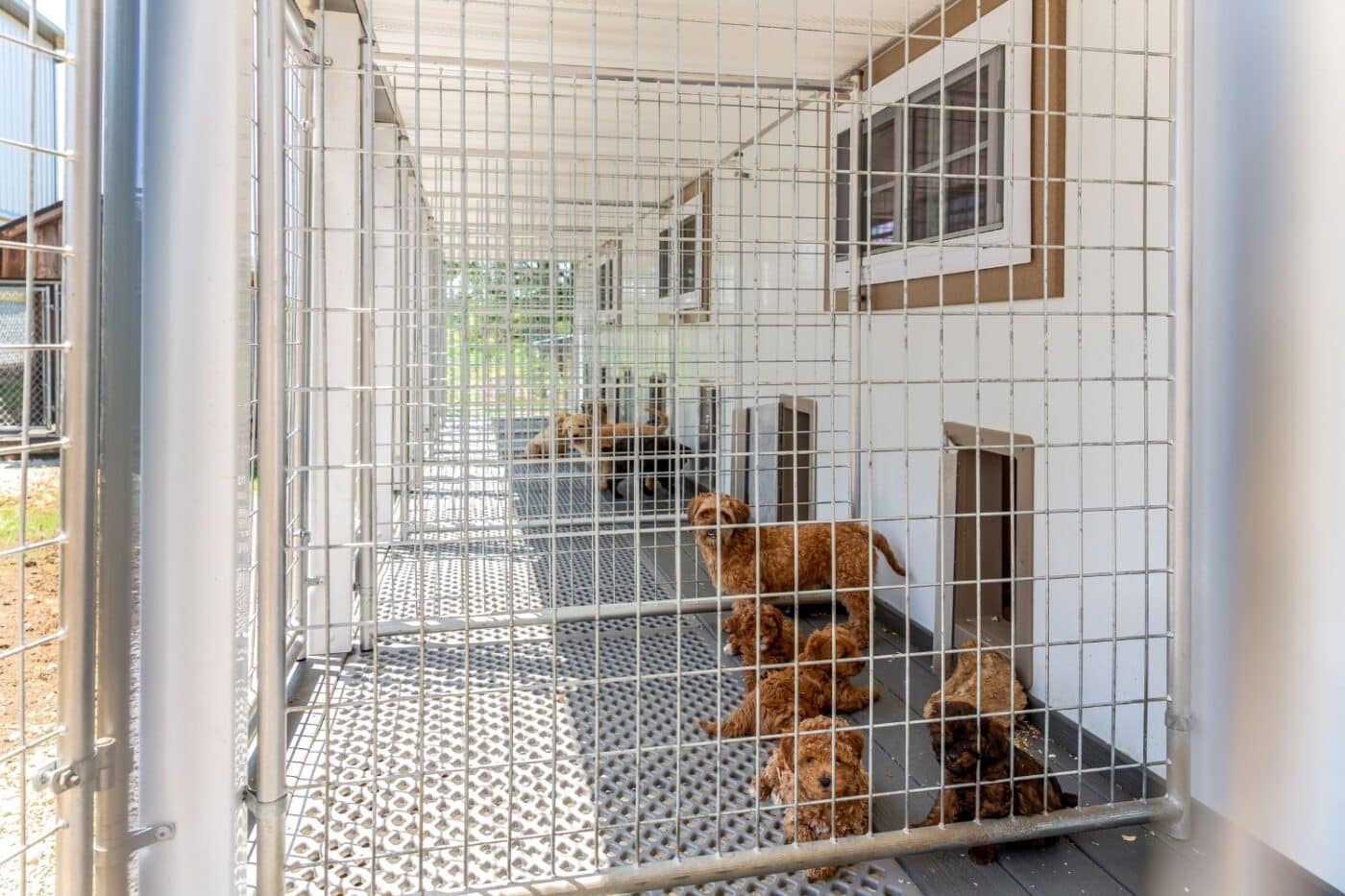 how many dogs can you own in minnesota