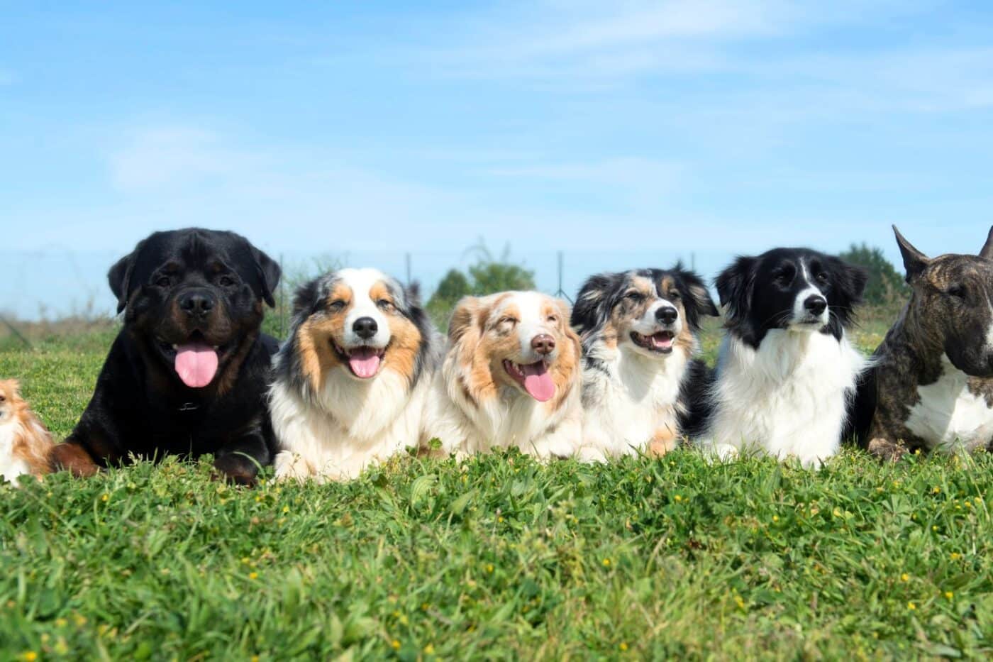 how many dogs can you own in pennsylvania commercial dog kennel laws in pennsylvania