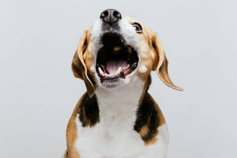 how to get your dog to stop barking