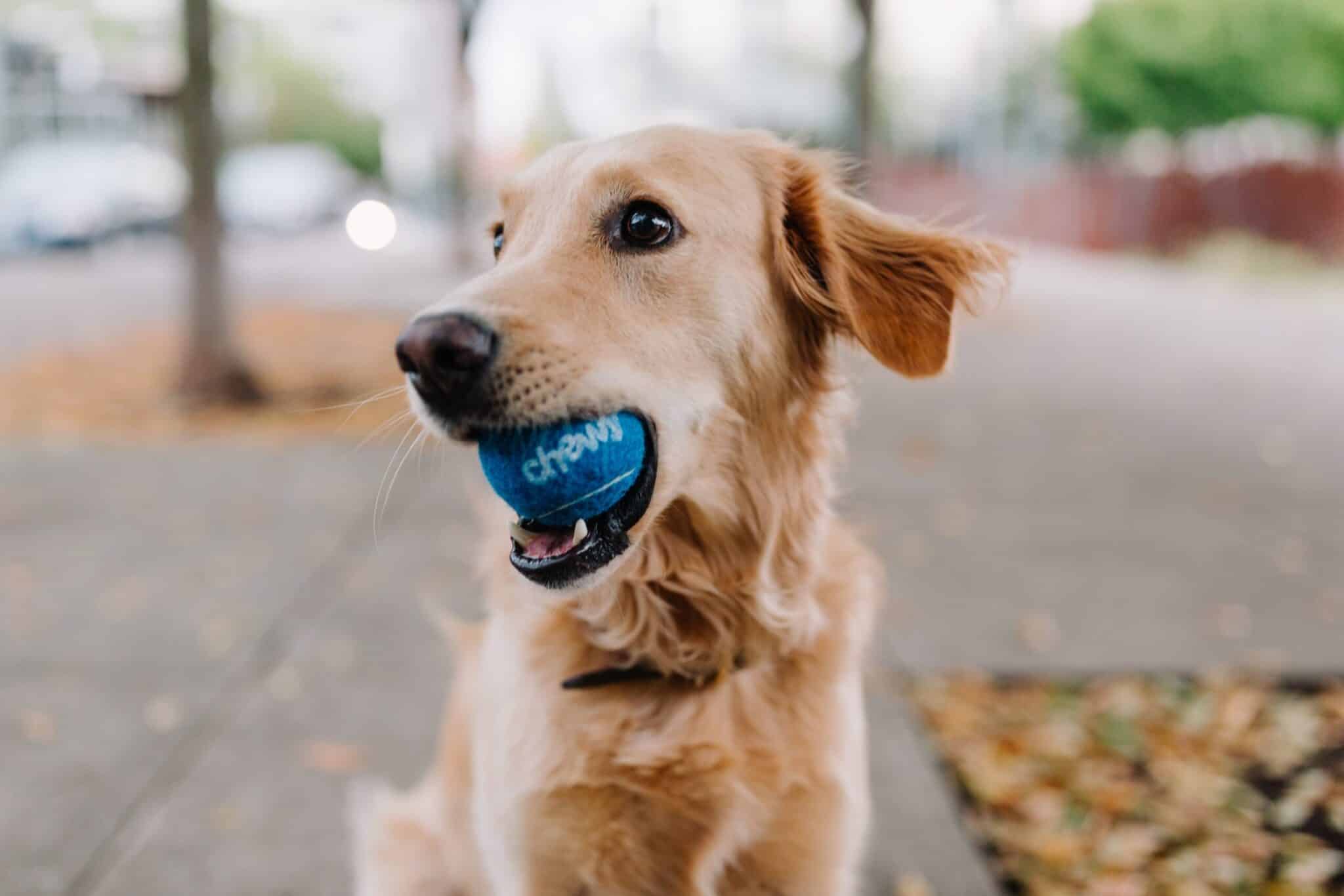 how to train a dream dog ball in mouth