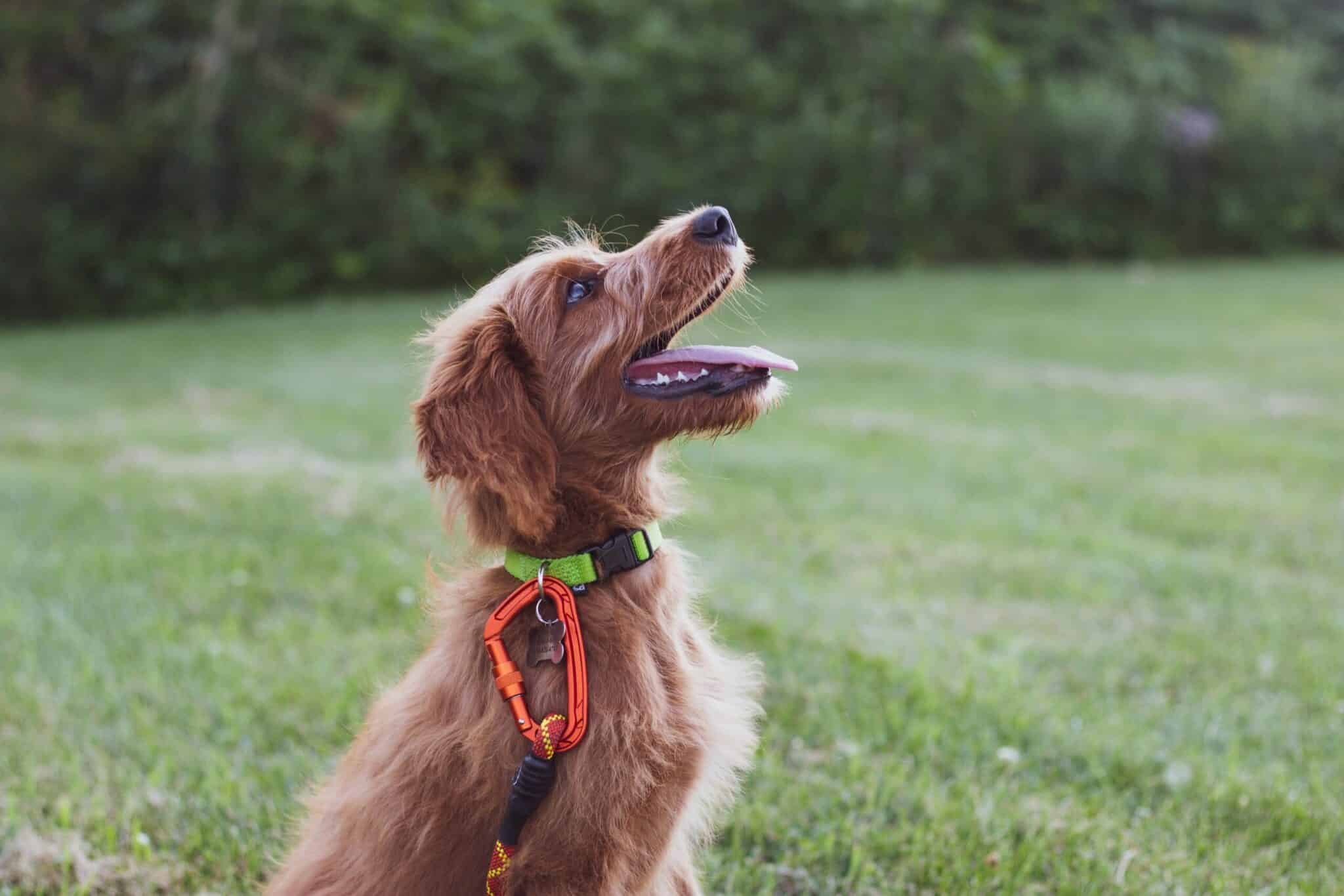 how to train a dream dog happy dog
