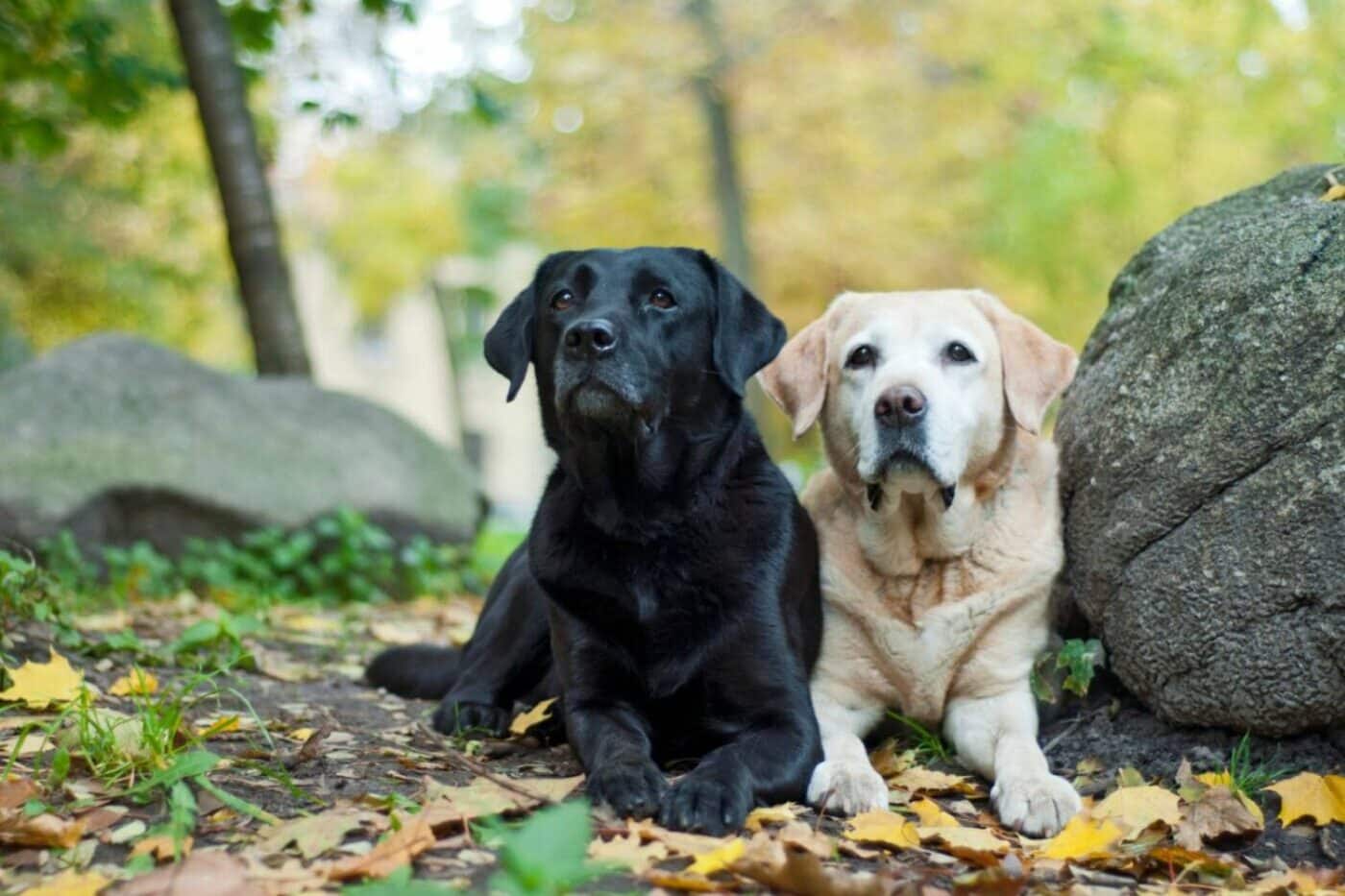 Two labs laying by a rock