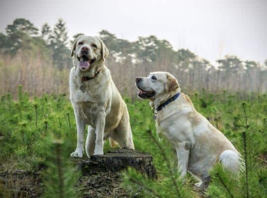 insulated dog kennels and runs labrador breed dogs animal