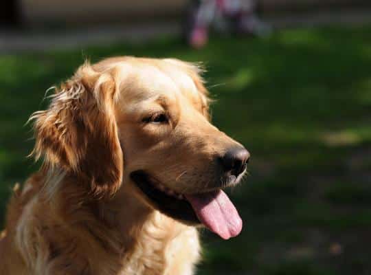 insulated dog kennels and runs night garden yellow animal