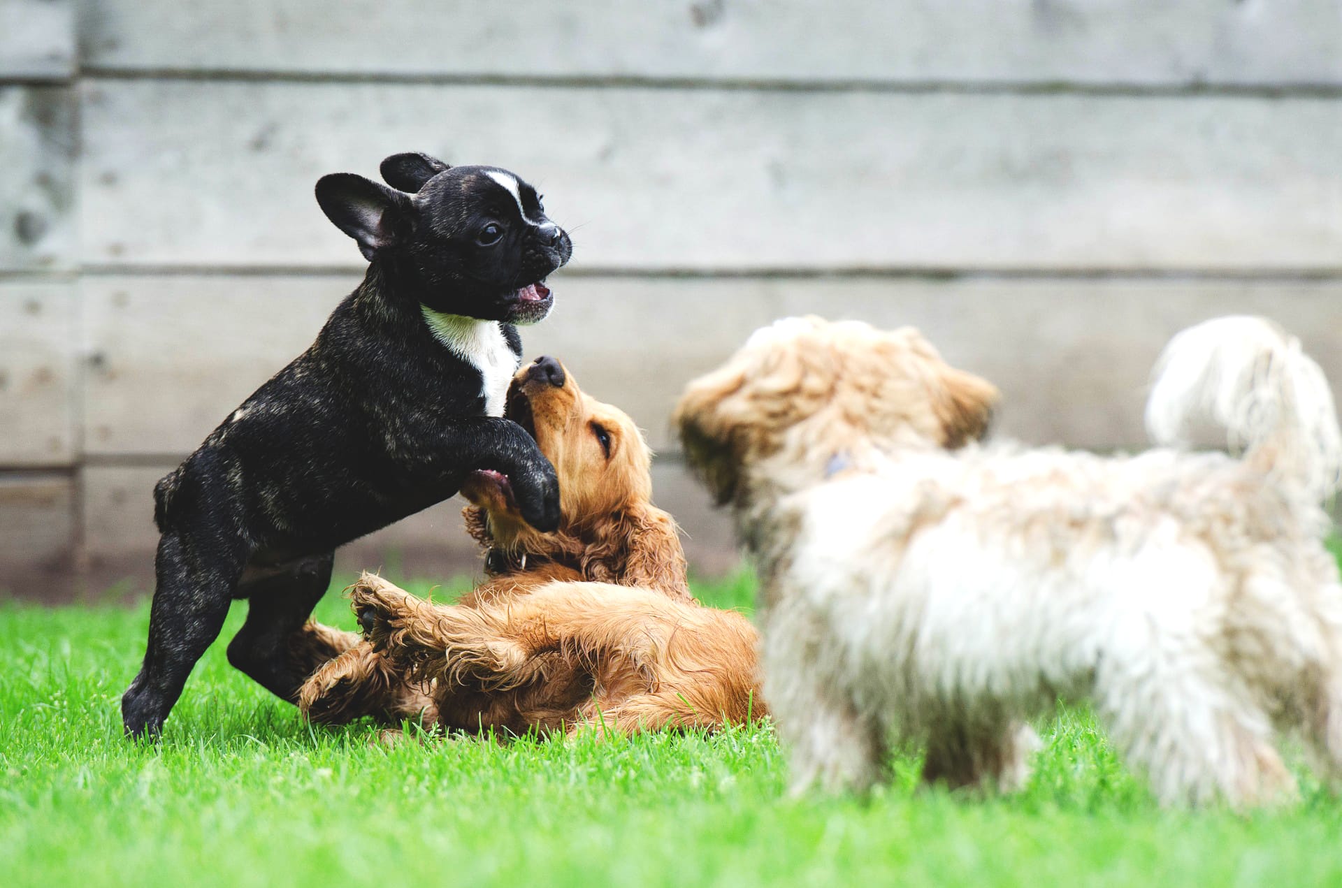 kennel dog boarding cost