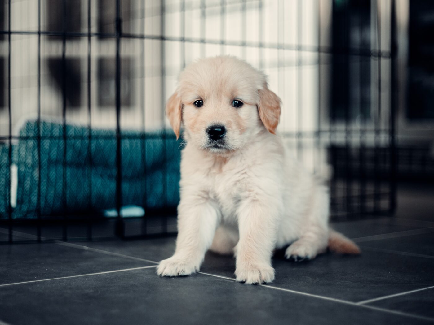 Kennel training a new puppy
