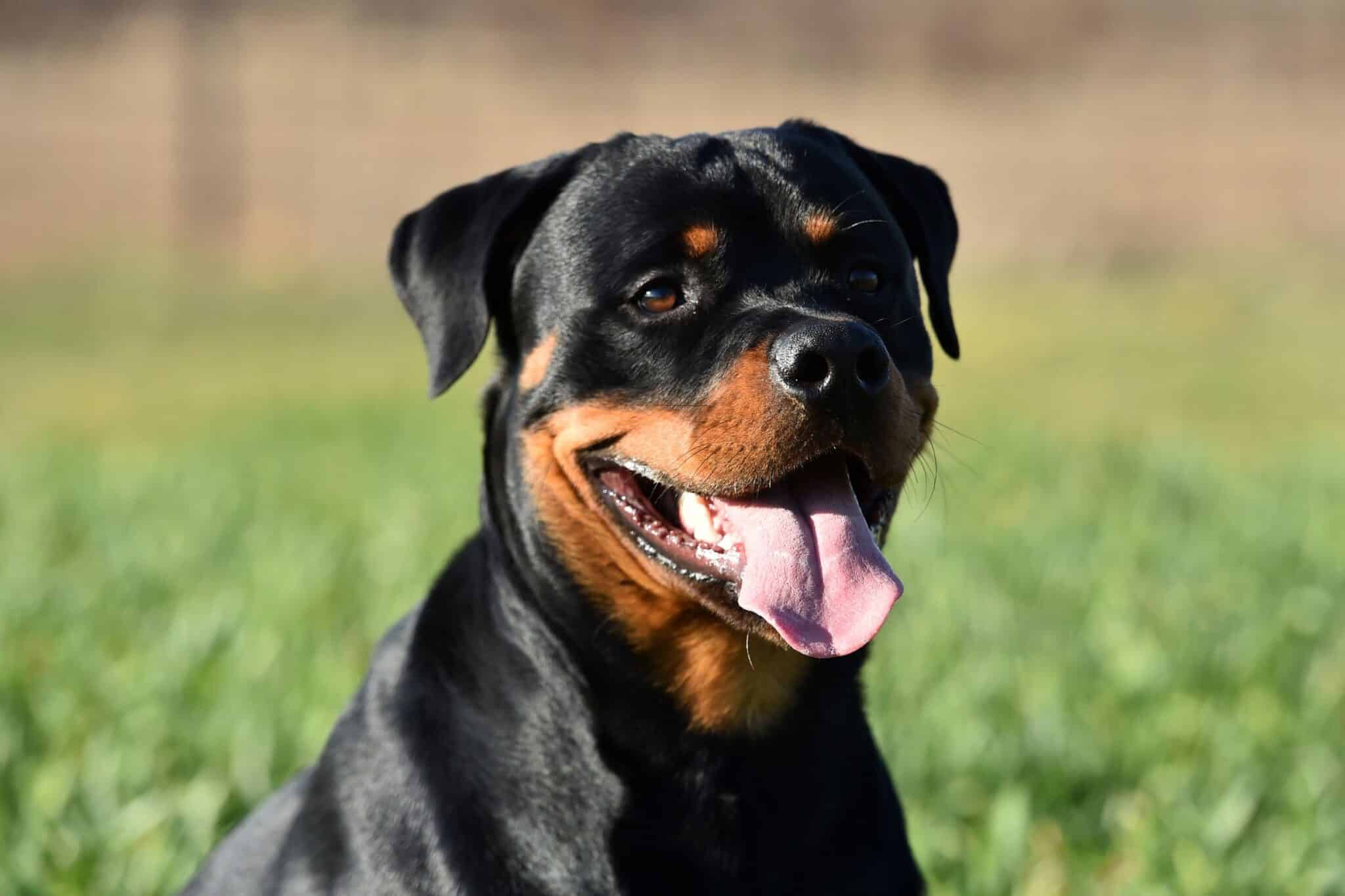 rottweiler panting