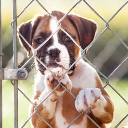Dog Shelter Kennels- dog kennels for sale in Joliet IL