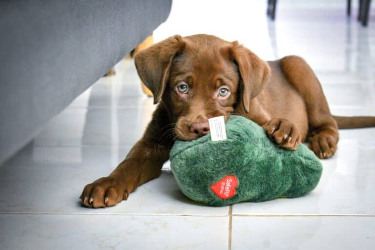 Labrador retriever puppy