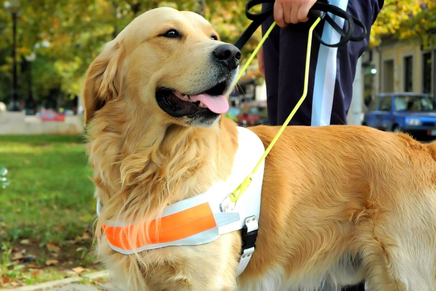 Elam Miller was on the least popular dog breeds. Golden Retriever with a harness.