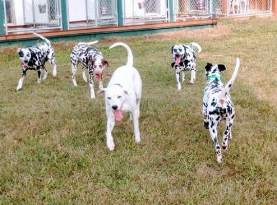 multiple dog kennel in new jersey