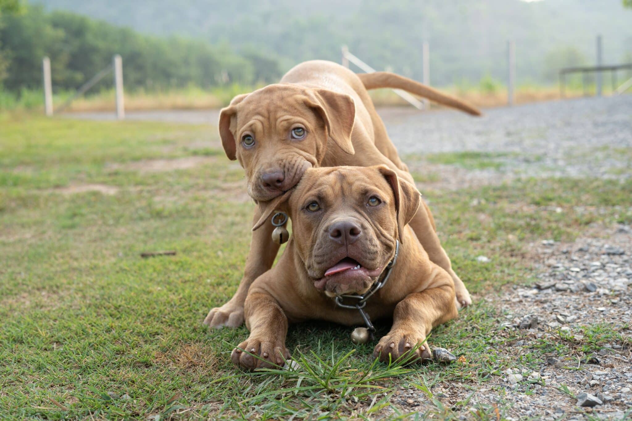 two pitbulls playing with each other