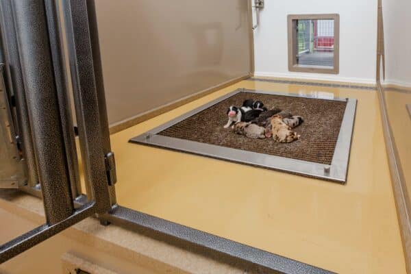 15x40 8-Run Commercial Kennel