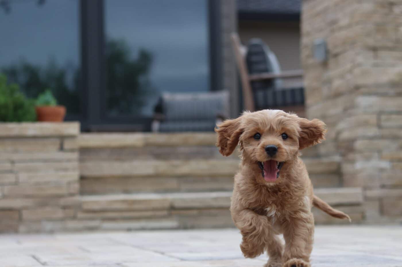 puppy running--Preparing for a puppy