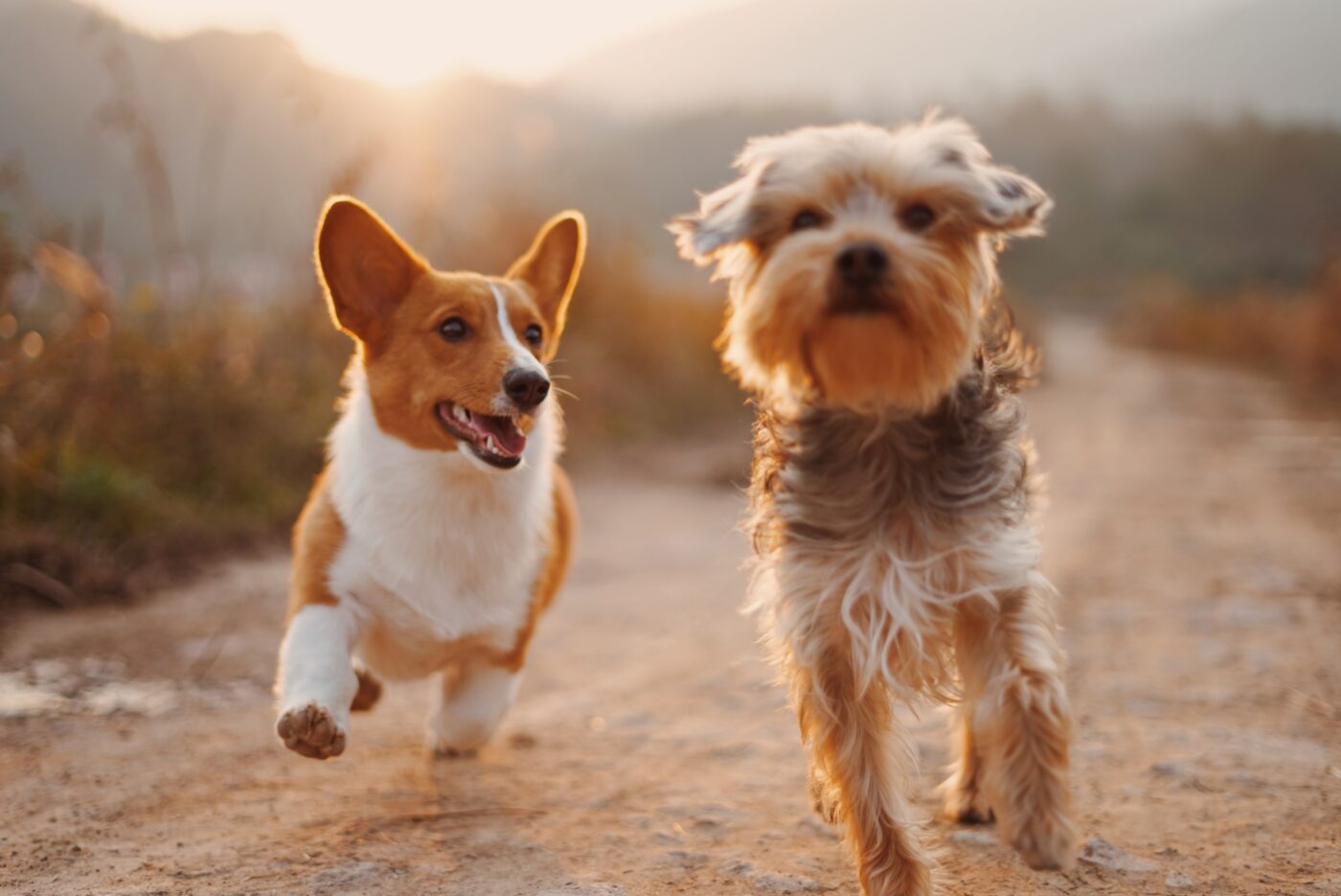 Puppies playing together