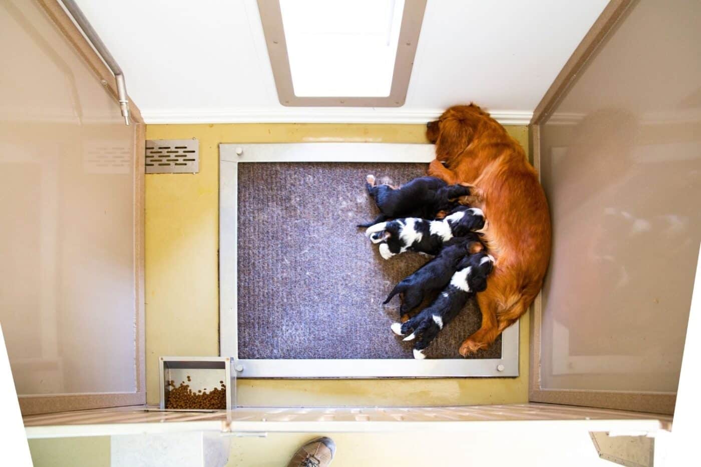 puppies with dog mom