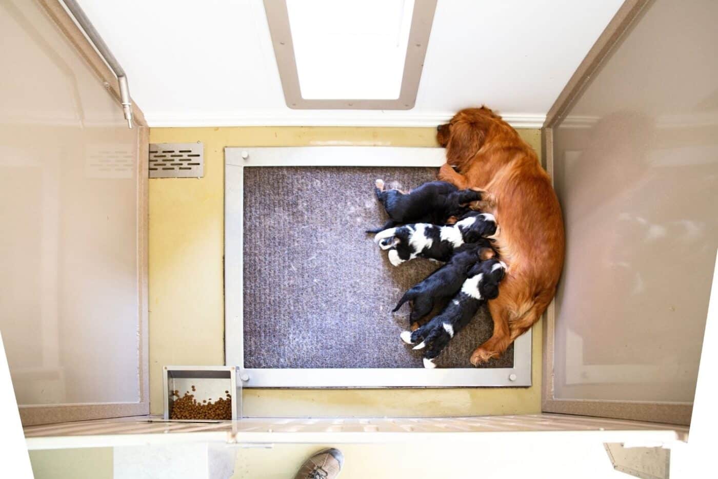 puppies with mommy dog