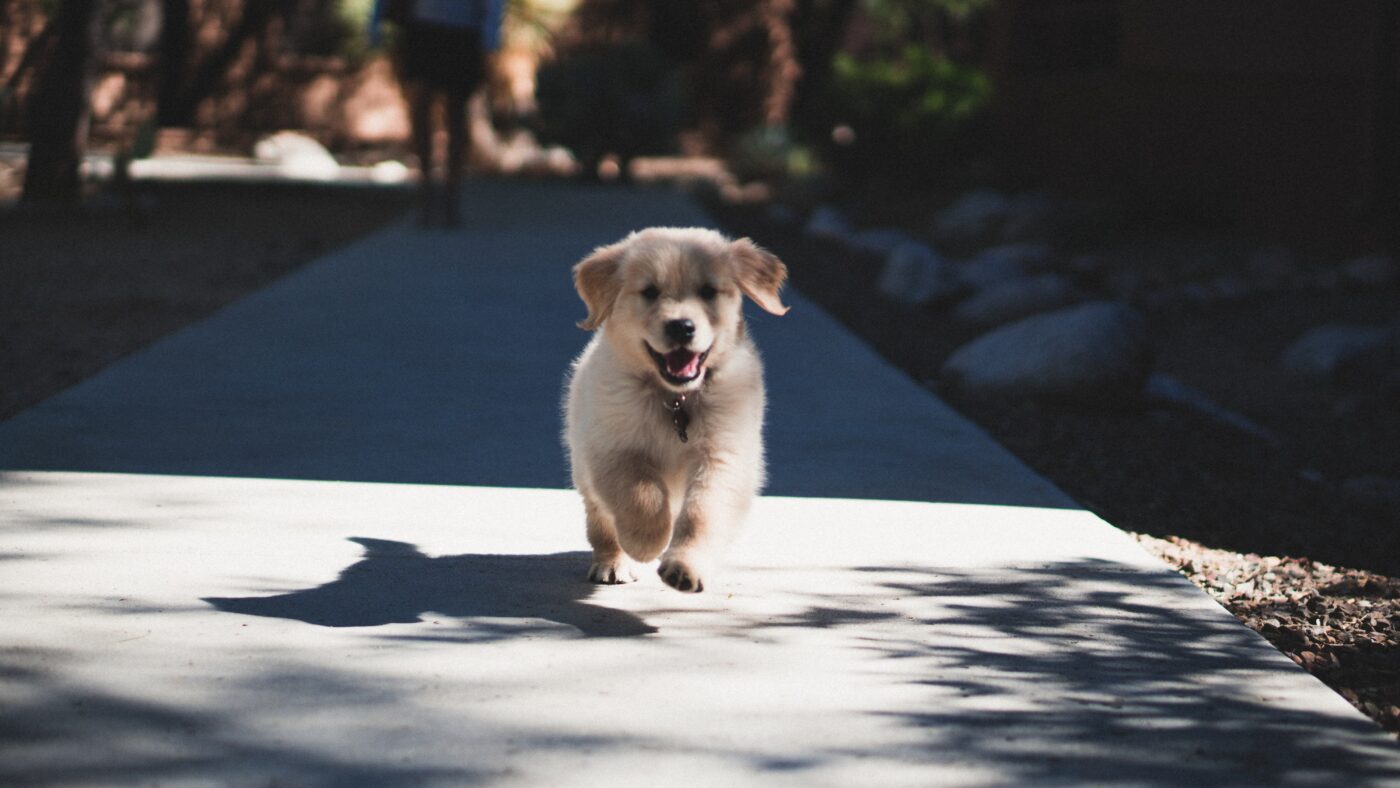 Puppy running to owner