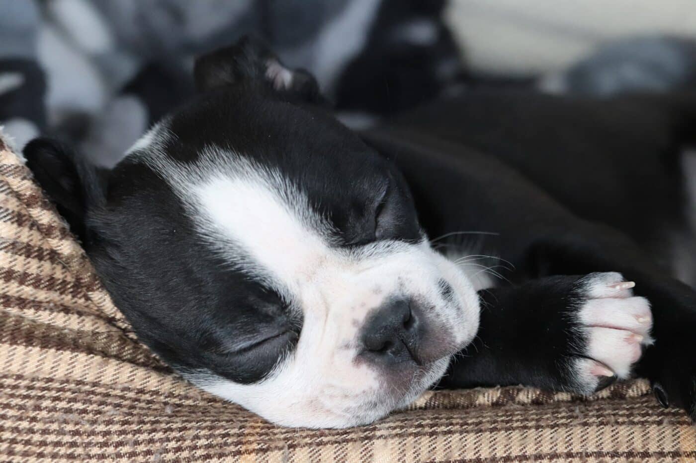 Puppy sleeping