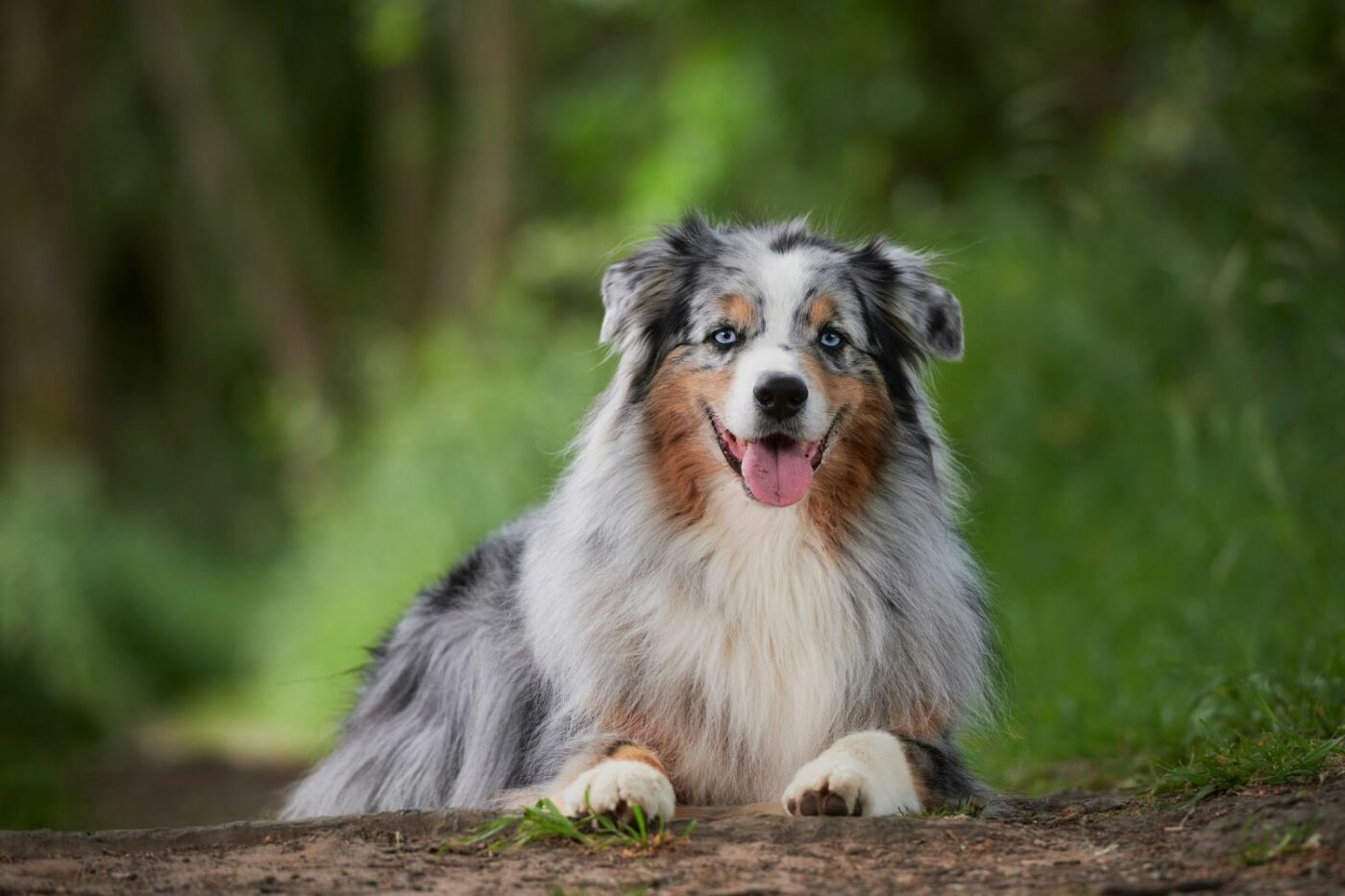 dog kennels for sale in delaware- australian shepherd