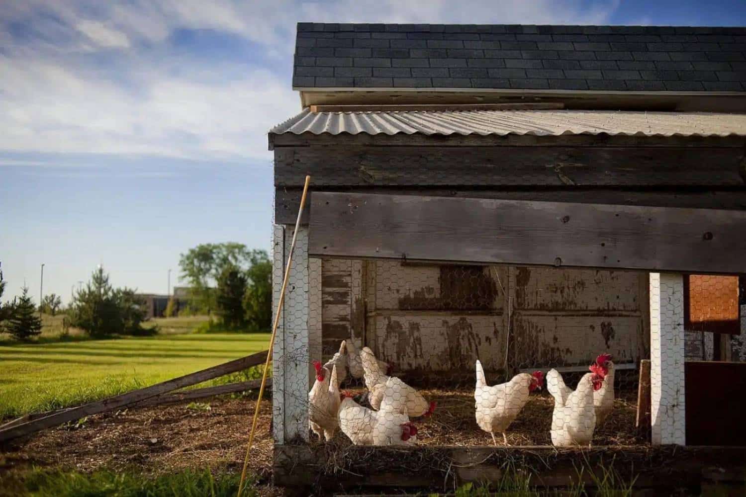 Smart chicken Door chicken coop