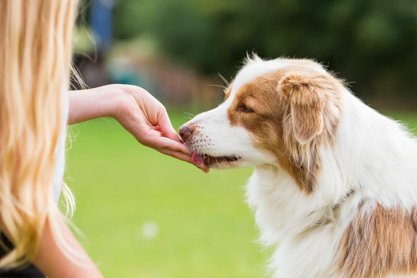 sweet potato dog treat recipe