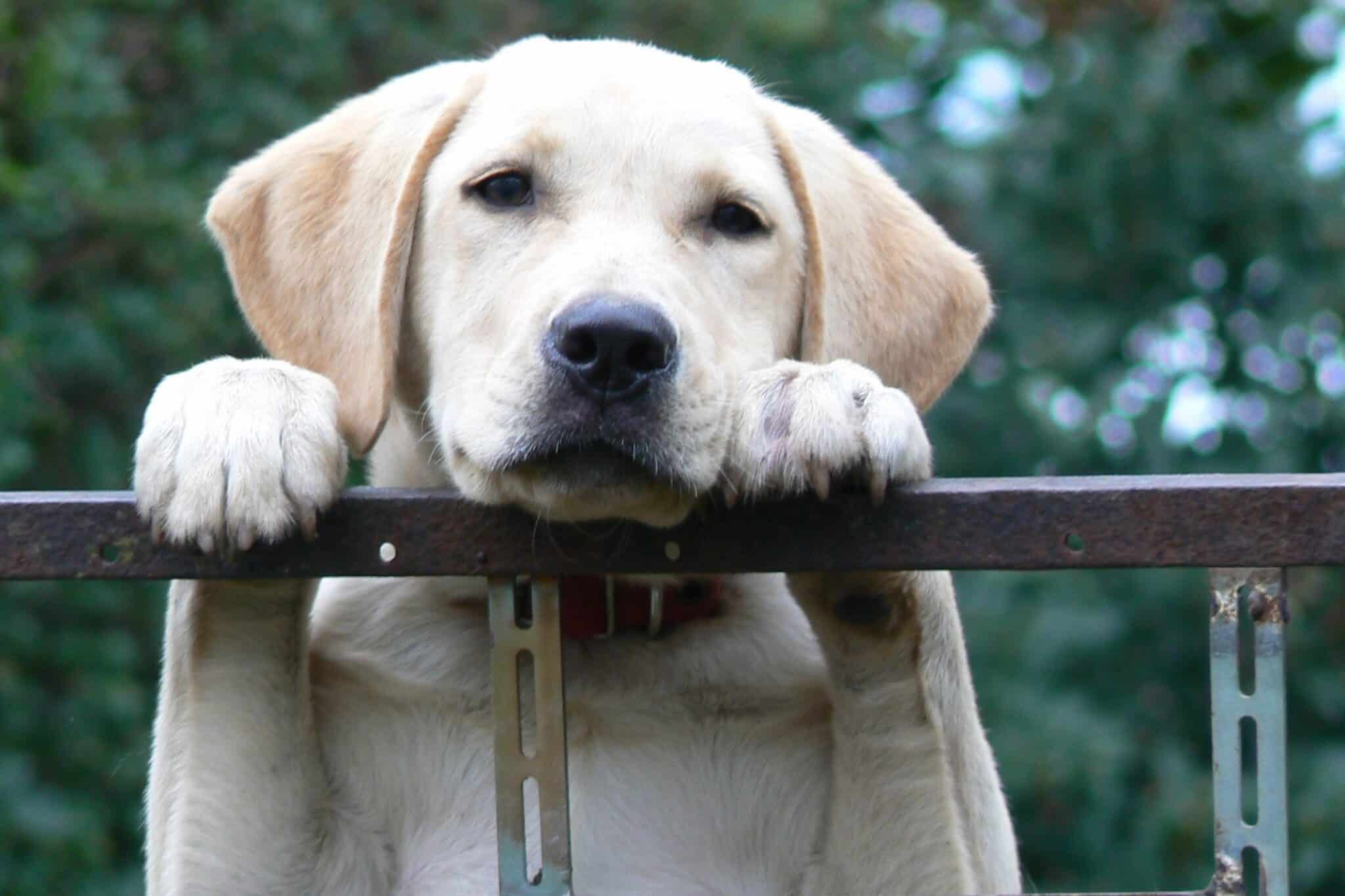 tan lab with paws on kennel fencing
