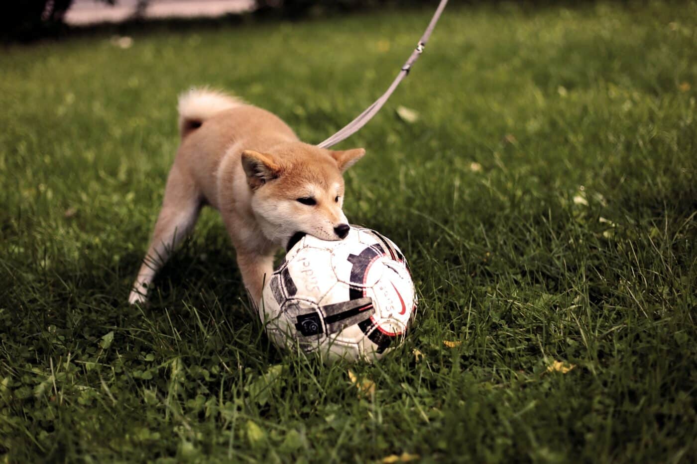 dog biting soccer ball
