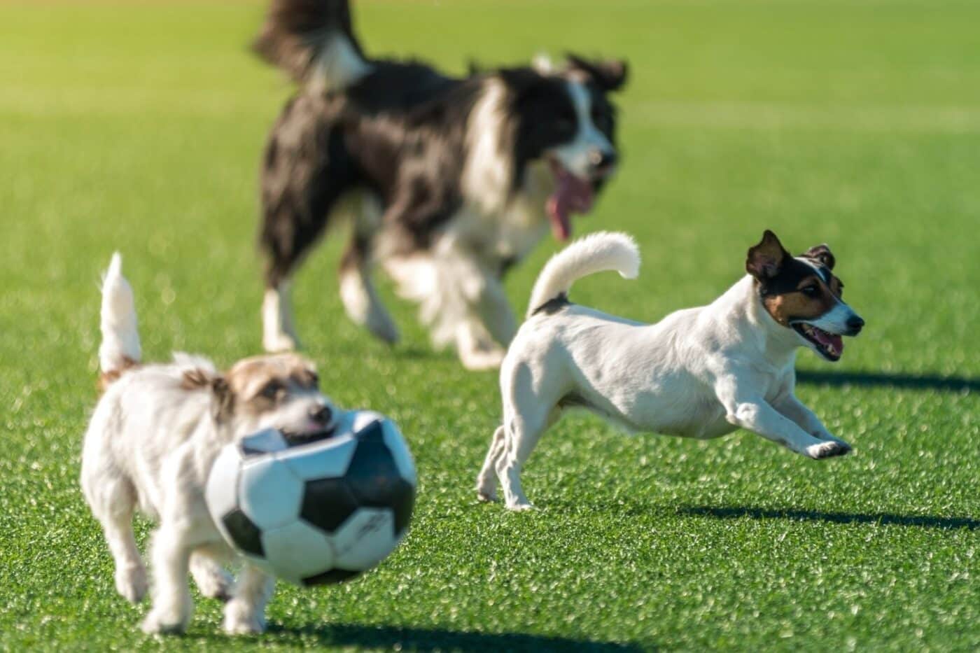 three dogs playing with a soccer ball