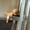 14x26 9-Run Commercial Kennel