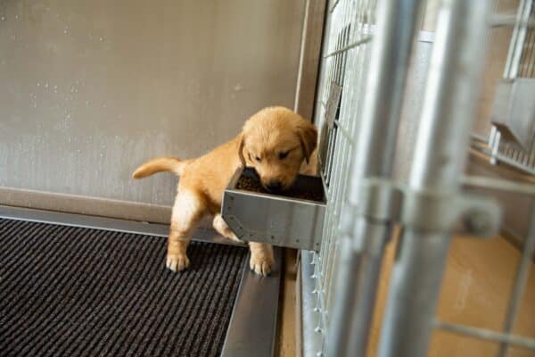 14x26 9-Run Commercial Kennel