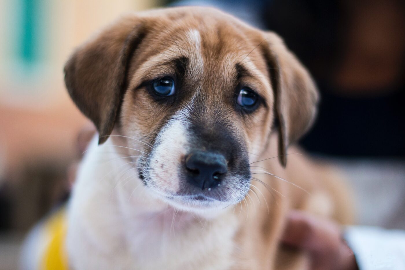 puppy