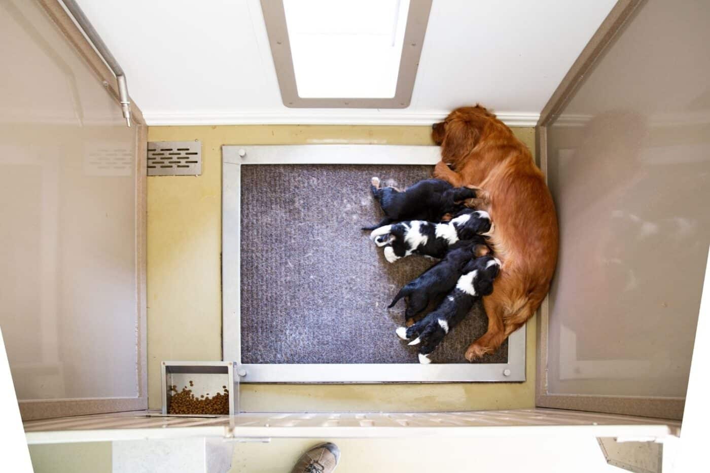 two dogs 4 puppies nuring