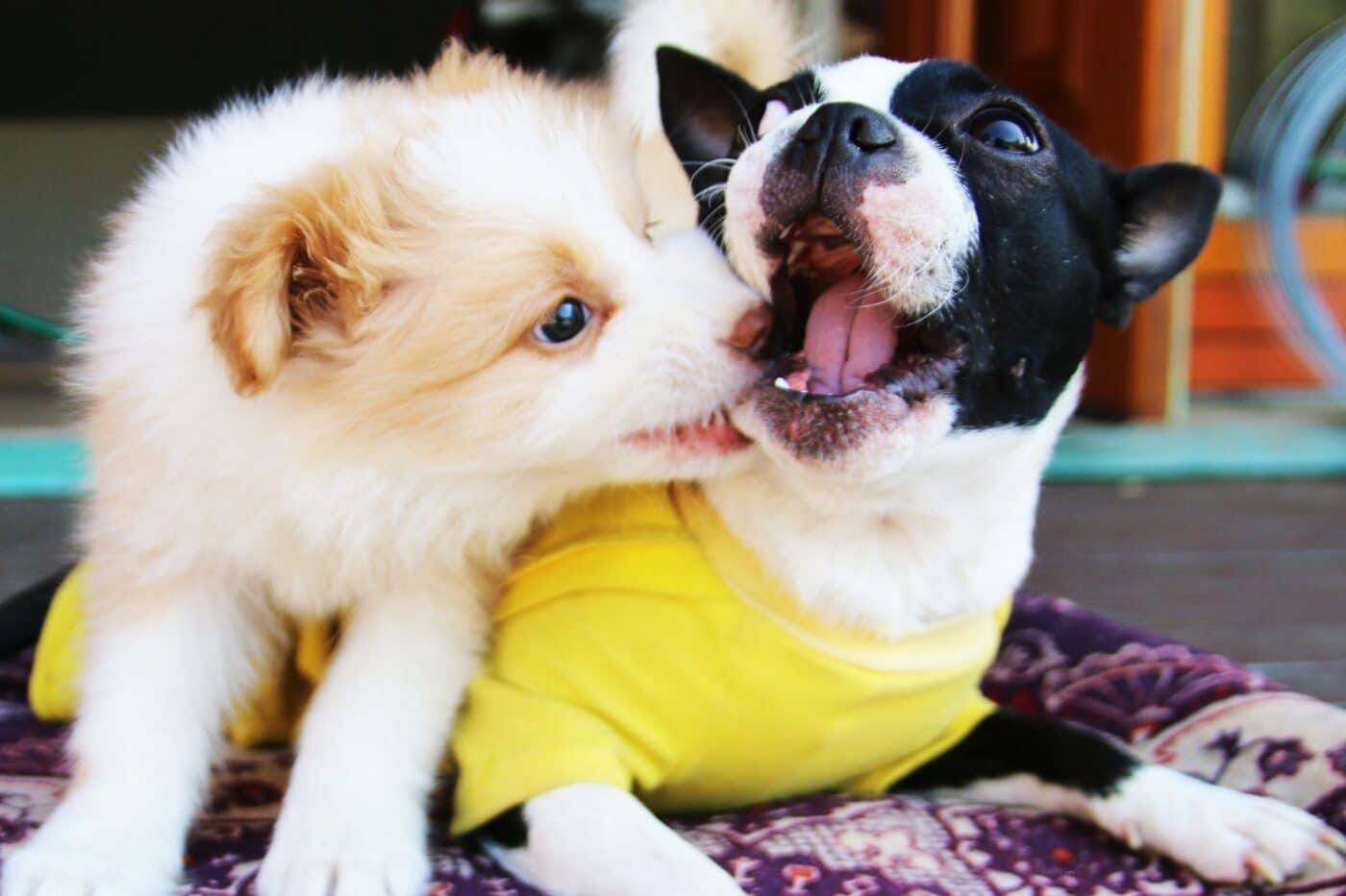 two dogs playing (1)