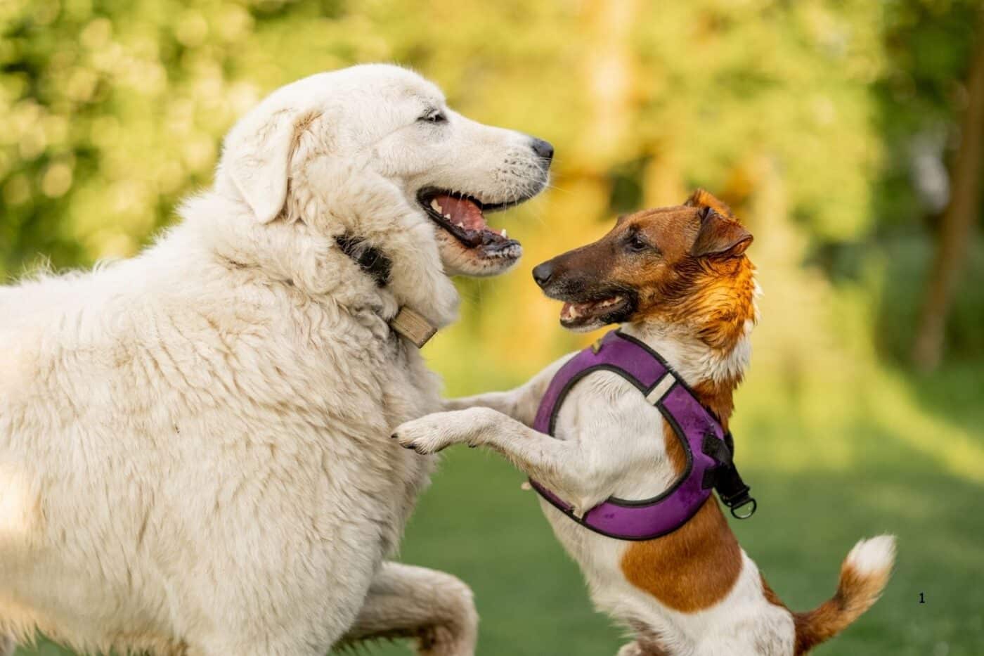two dogs playing