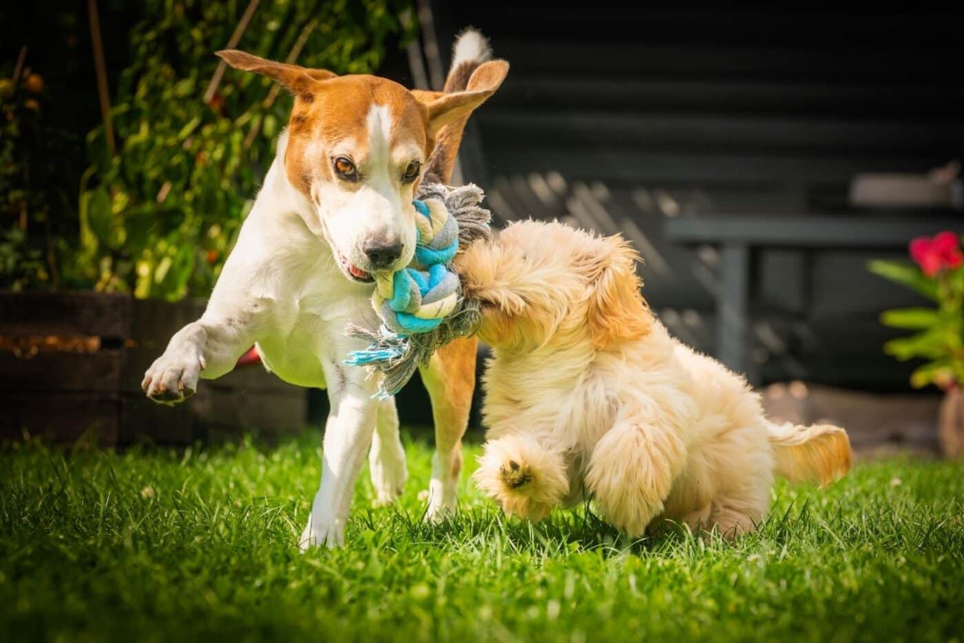 two dogs playing with a toy