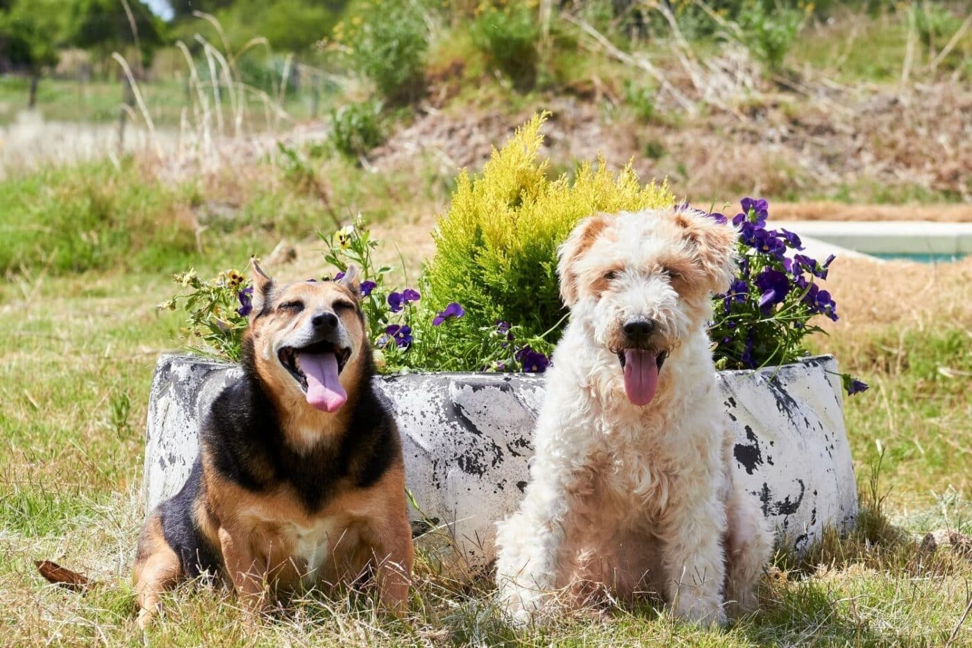 two happy dogs