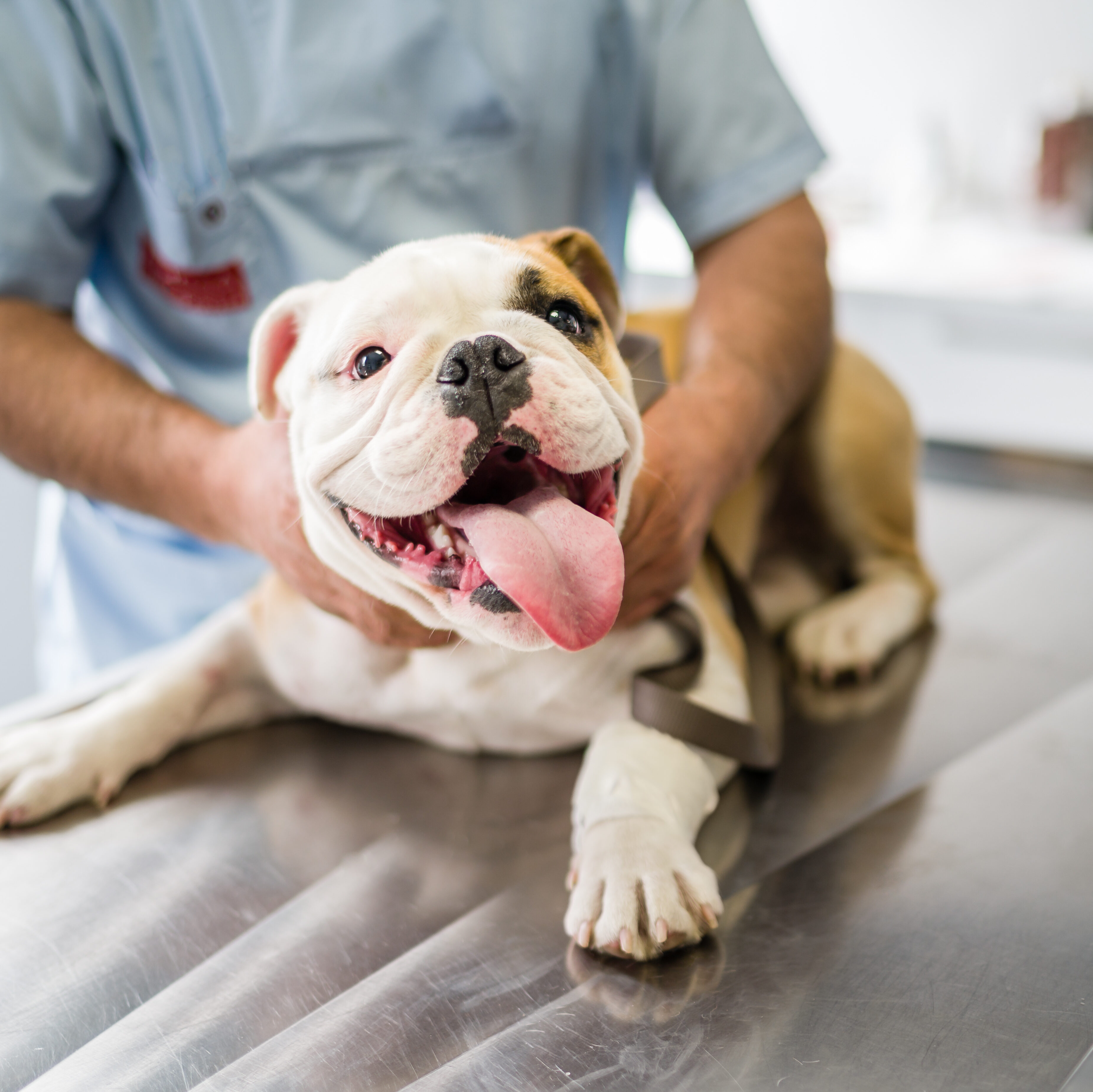 Veterinary Dog Kennels- dog kennels for sale in Joliet IL