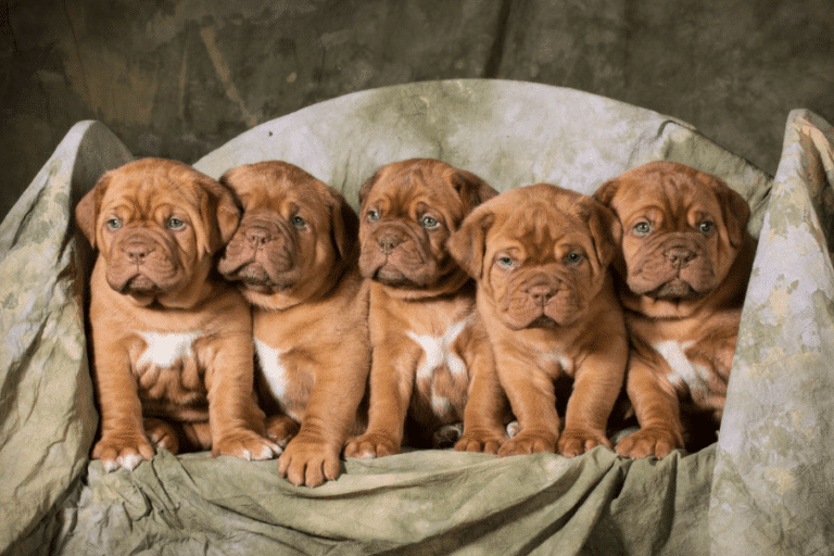 brown puppies dog breeding business