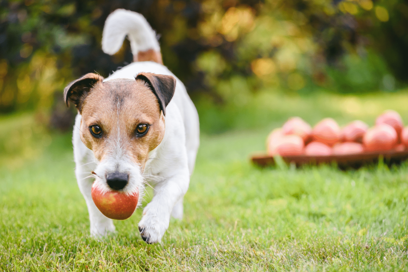 chewy apple and yogurt treats homemade dog treat