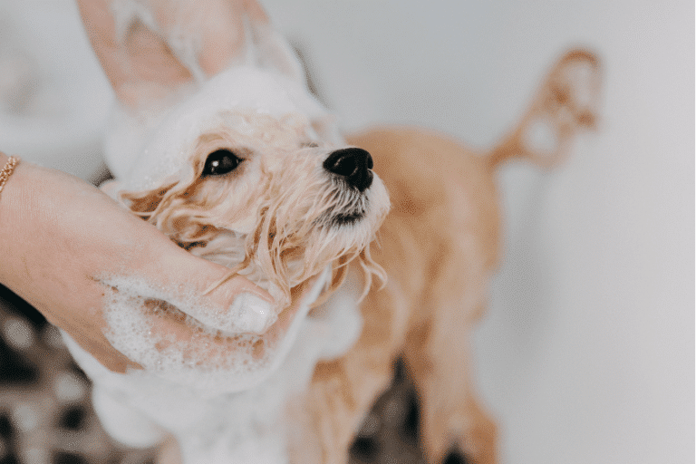 dog being given a bath