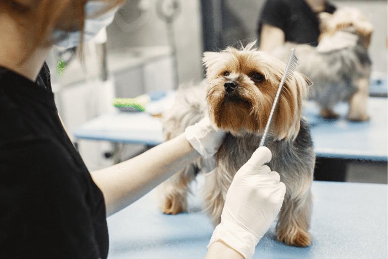 dog being groomed on grooming table