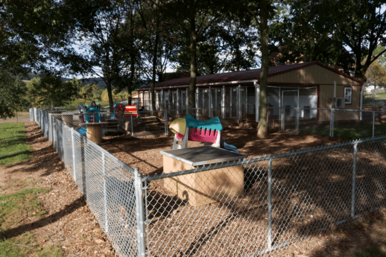 dog daycare without outdoor play area