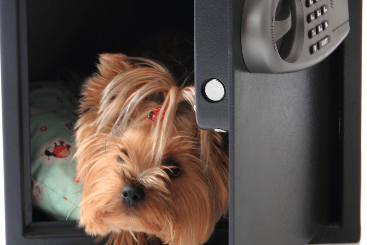 dog enviroment dog poisoning symptoms