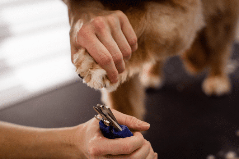 dog getting its nails cut